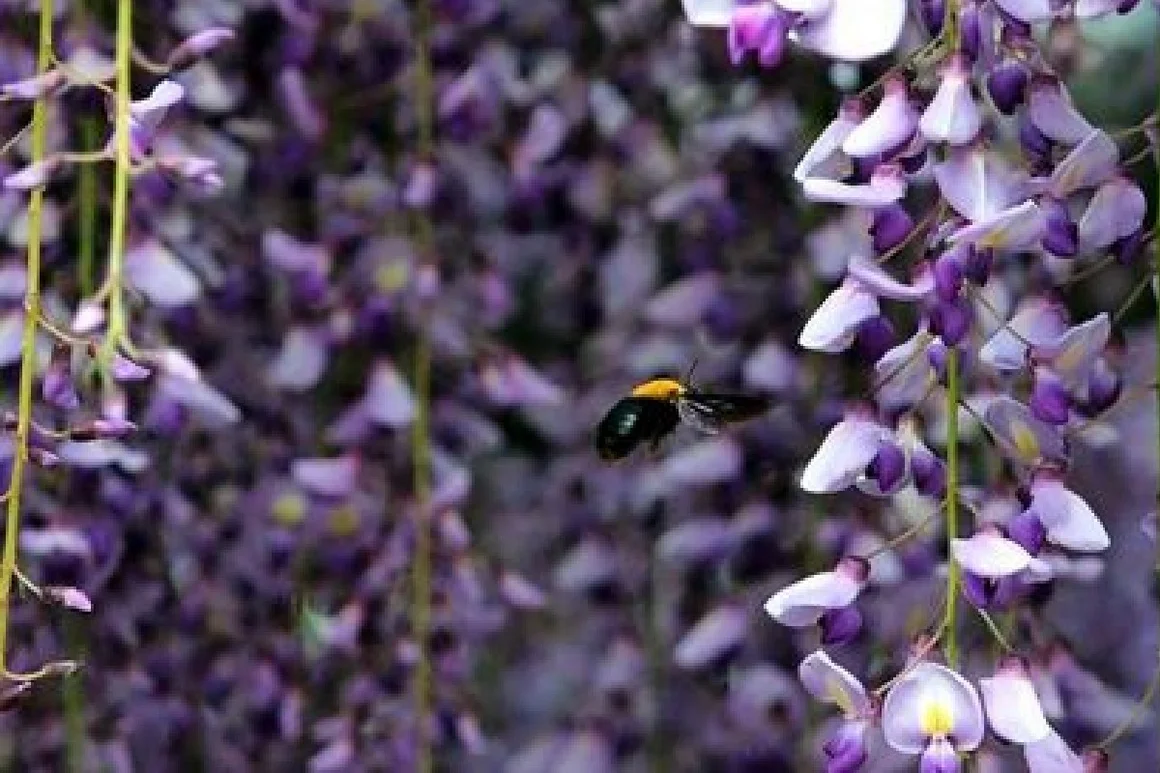 Biene fliegt an lila Blüten